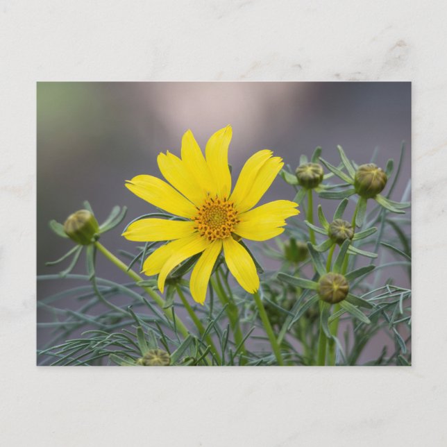 Coreopsis postcard (Front)