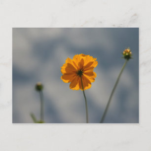 Coreopsis Postcard