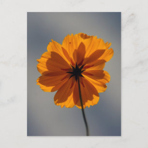 Coreopsis Postcard
