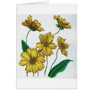 coreopsis yellow flowers