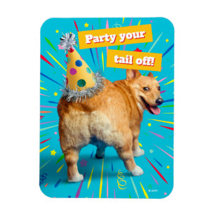 Corgi Butt Birthday Hat Magnet