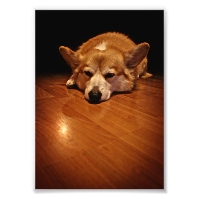 Corgi on floor photo print (Front)