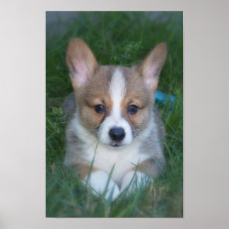 Corgi pup poster
