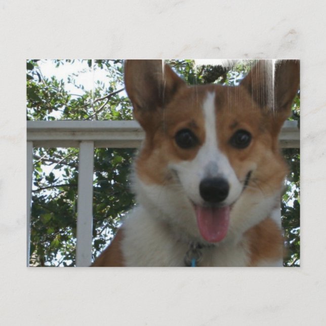 Corgi Puppy Dog Postcard (Front)
