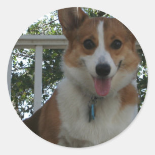 Corgi Puppy Dog Sticker