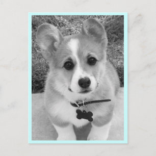 Corgi Puppy Postcard