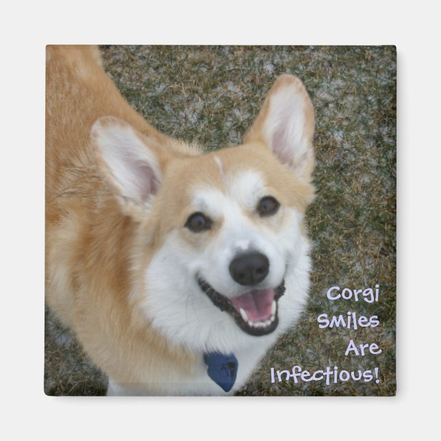 Corgi Smiles Are Infectious! Magnet (Front)