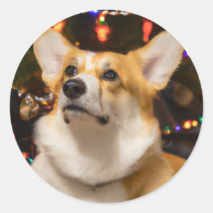 Corgi under the Christmas tree Classic Round Sticker