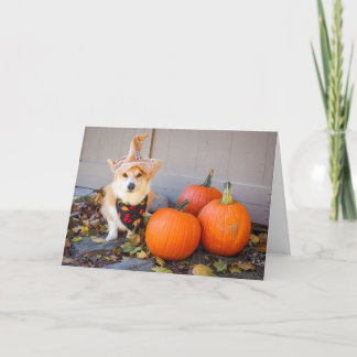Corgi with Pumpkin Thanksgiving card