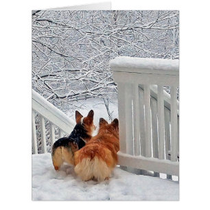 Corgis in the Snow