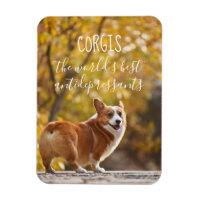 Corgis The World's Best Antidepressants