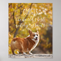 Corgis The World's Best Antidepressants