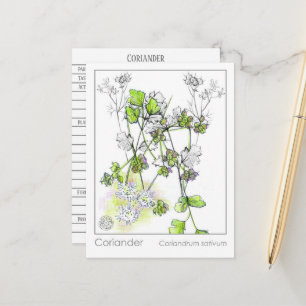 Coriander Medicinal Cooking Herb Plant Study Postcard