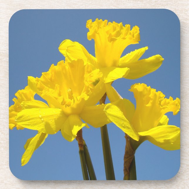 Cork Coasters nature Daffodil Flowers Daffodils (Front)