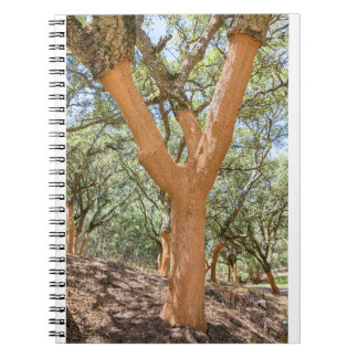 Cork trees in Portuguese Algarve.JPG Notebook