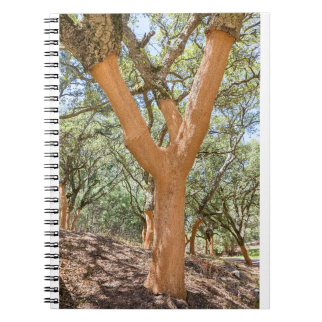 Cork trees in Portuguese Algarve.JPG Notebook (Front)