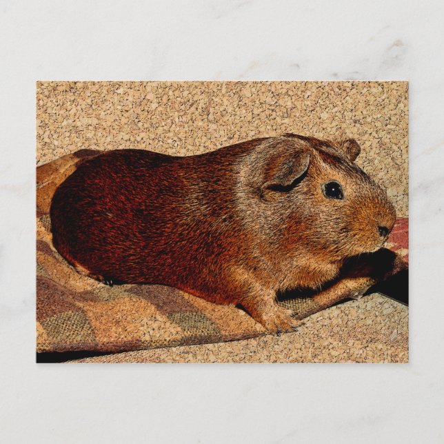 Corkboard Look Guinea Pig Postcard (Front)