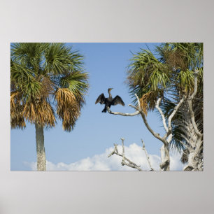 Cormorant Drying Wings Print