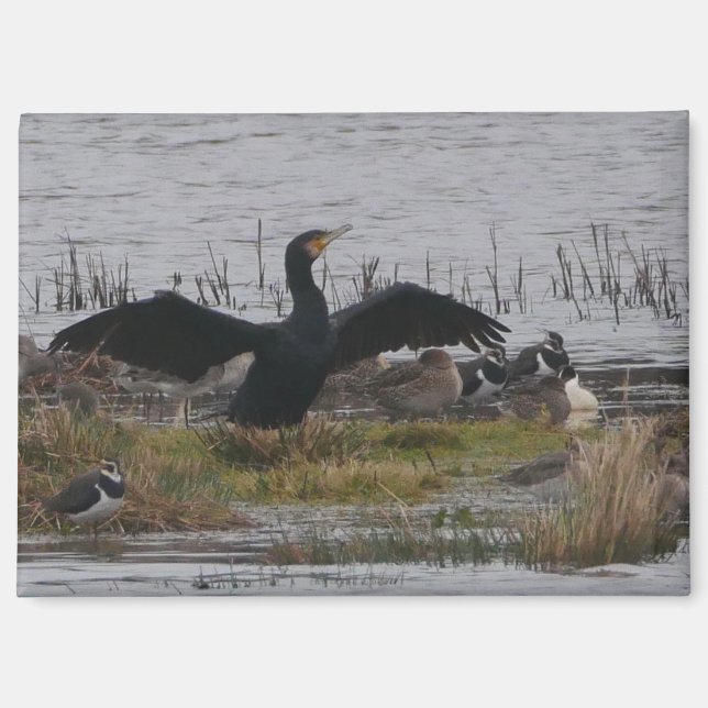 Cormorant Magnet (Front)