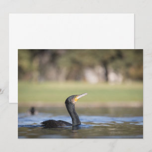 Cormorant Nature Photo Card