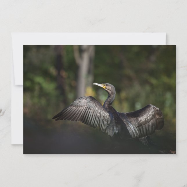 Cormorant Nature Photo Card (Front)