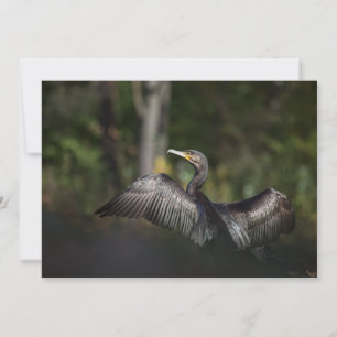 Cormorant Nature Photo Card