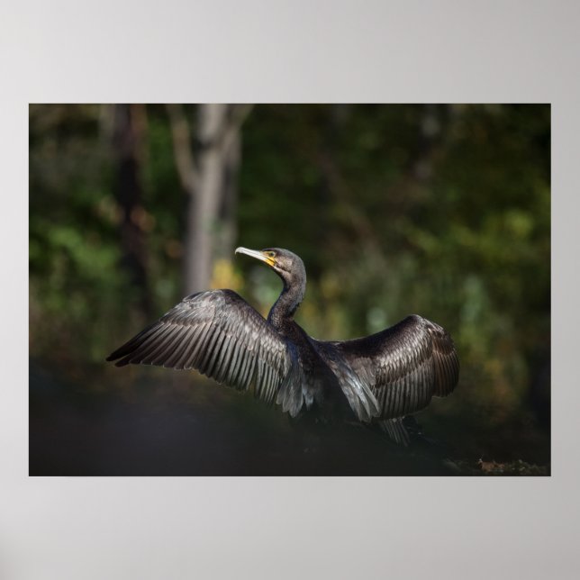 Cormorant Nature Photo Poster (Front)