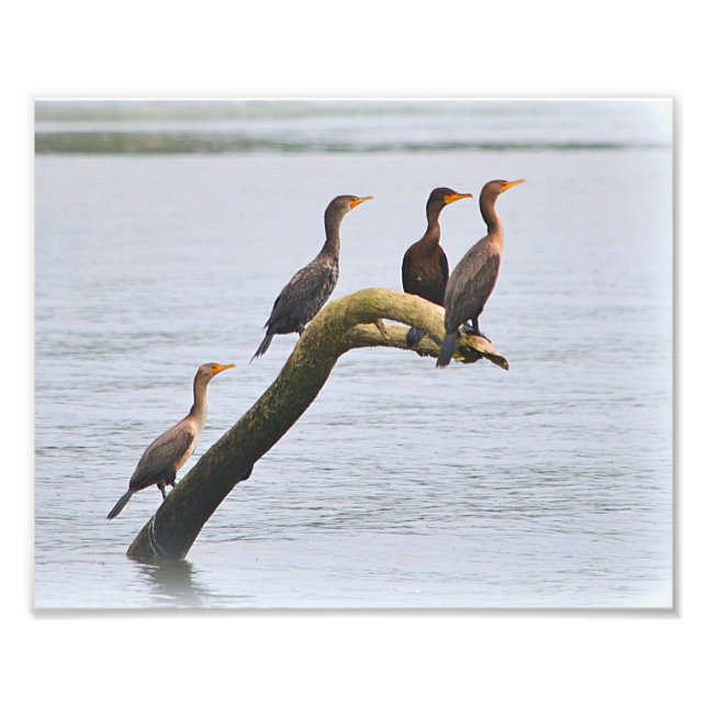 Cormorant Photo Print (Front)
