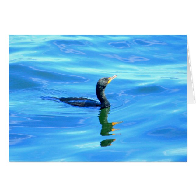 Cormorant swimming (Front Horizontal)