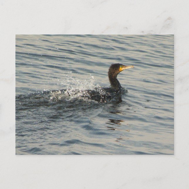 Cormorant Swimming Postcard (Front)