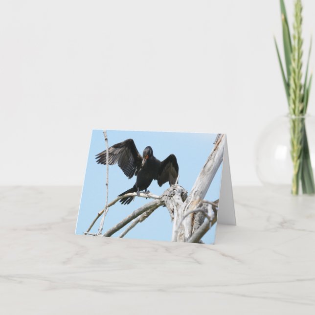 Cormorant using wings to balance card (Front)
