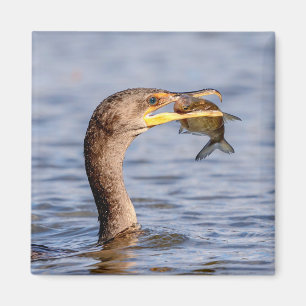 Cormorant with a fish magnet