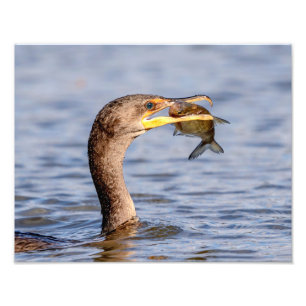 Cormorant with a fish photo print