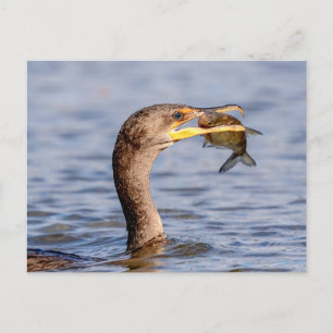 Cormorant with a fish postcard
