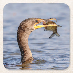 Cormorant with a fish square paper coaster