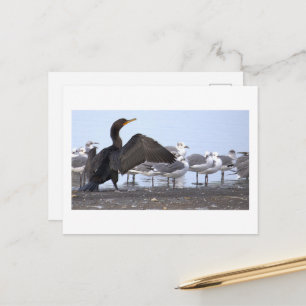 Cormorant with Seagulls Postcard