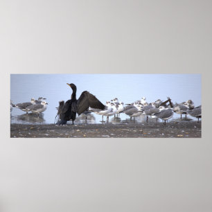 Cormorant with Seagulls Poster