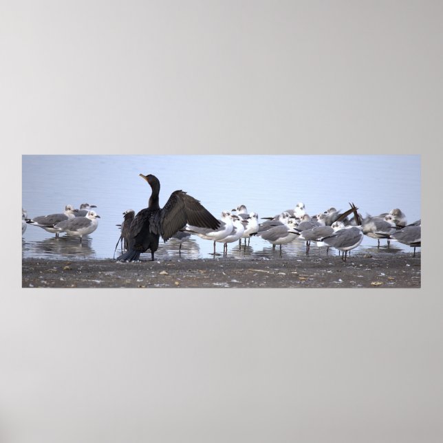 Cormorant with Seagulls Poster (Front)