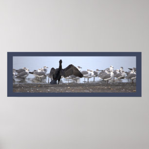 Cormorant with Seagulls Poster