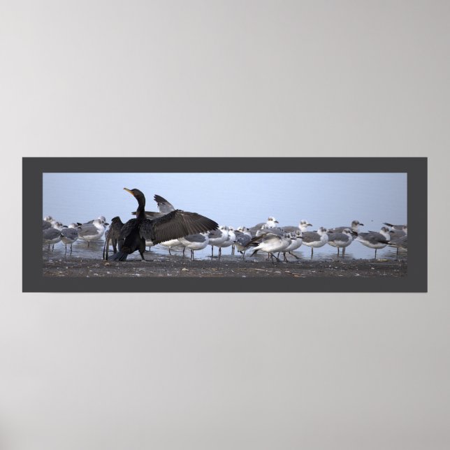 Cormorant with Seagulls Poster  (Front)