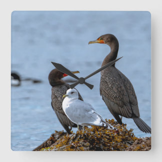 Cormorants and Seagull Square Wall Clock