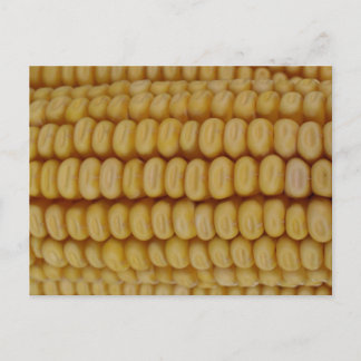 Corn Cob Close Up Postcard