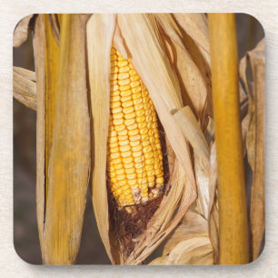 Corn Cobb On Stalk Coaster