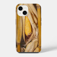 Corn Cobb On Stalk