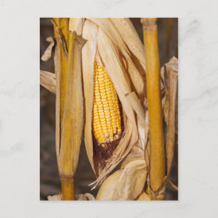Corn Cobb On Stalk Postcard