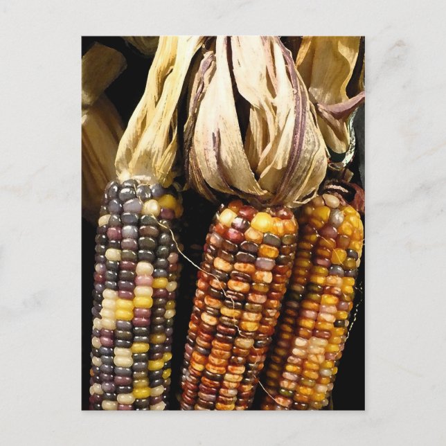 Corn Colour Postcard (Front)