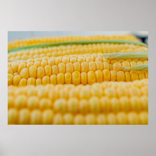 Corn corn on the cob corn kernels poster (Front)