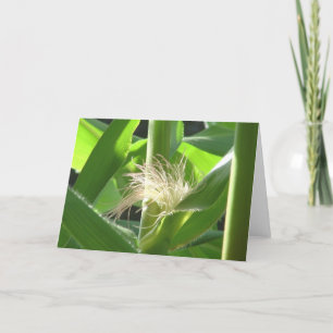 "Corn feathers" Card