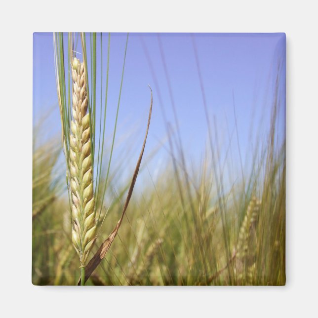 Corn Field Magnet (Front)