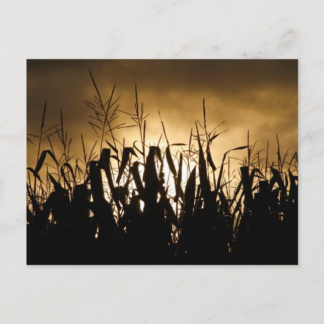 Corn field Silhouettes Postcard (Front)